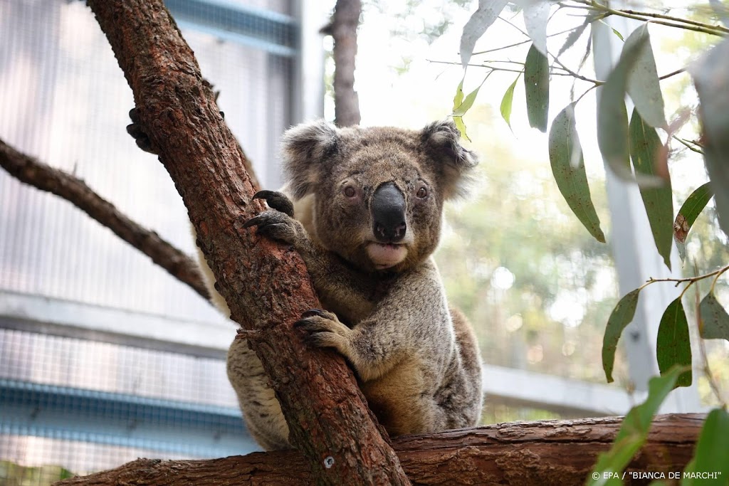 Kinderen halen bijna 1,5 ton op voor koala's 