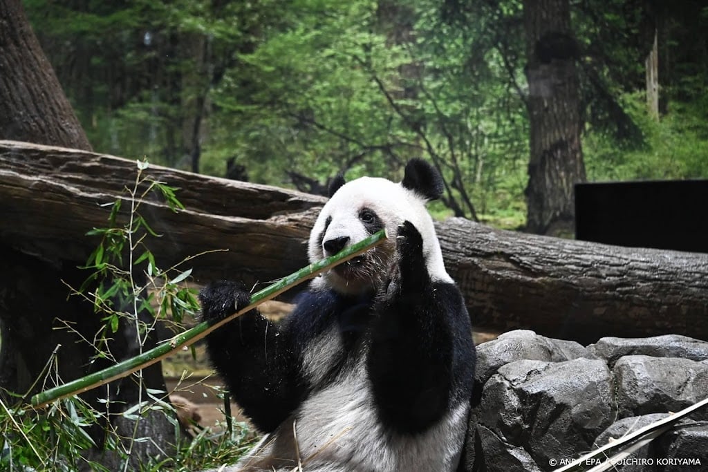 Grote drukte in dierentuin Japan voor afscheid panda's