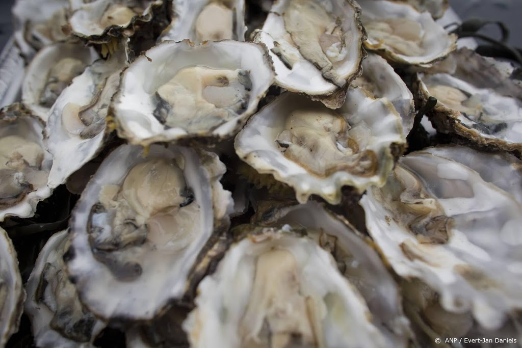 30.000 Nederlandse platte oesters uitgezet in de Noordzee