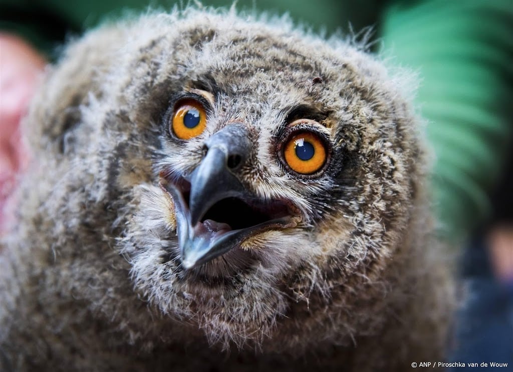 Nesten van vogels weer te zien op camera tijdens Beleef de Lente
