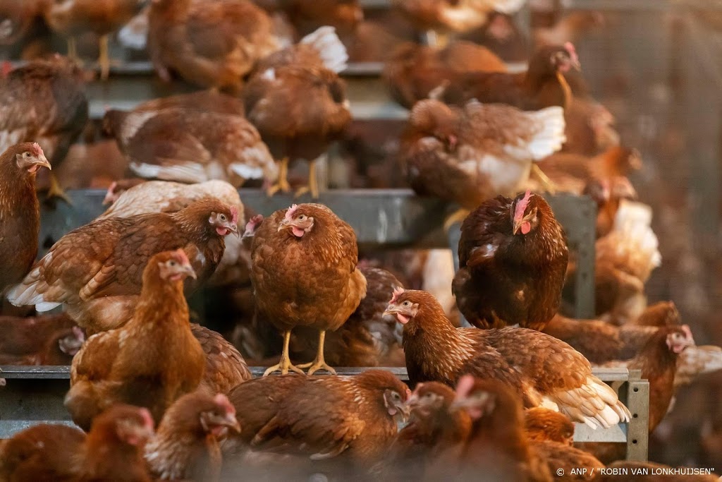 Pluimveehouders moeten kippen nog vier weken binnenhouden