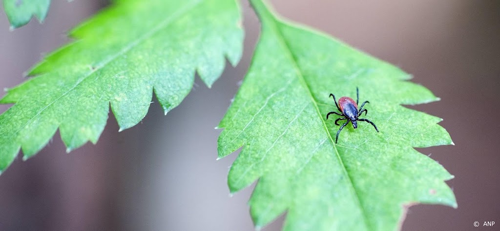 Grootste risico op tekenbeten in Drenthe en Gelderland