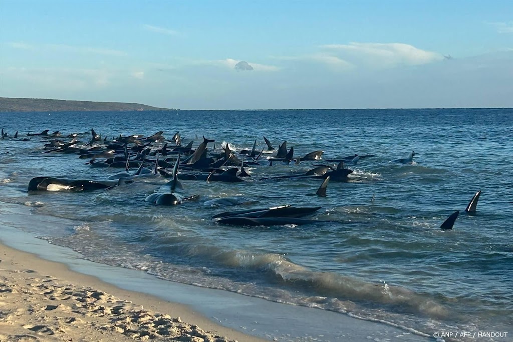 Circa 160 grienden gestrand op kust westen Australië