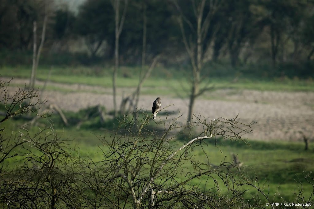 Bos- en moerasvogels doen het goed in Nederland