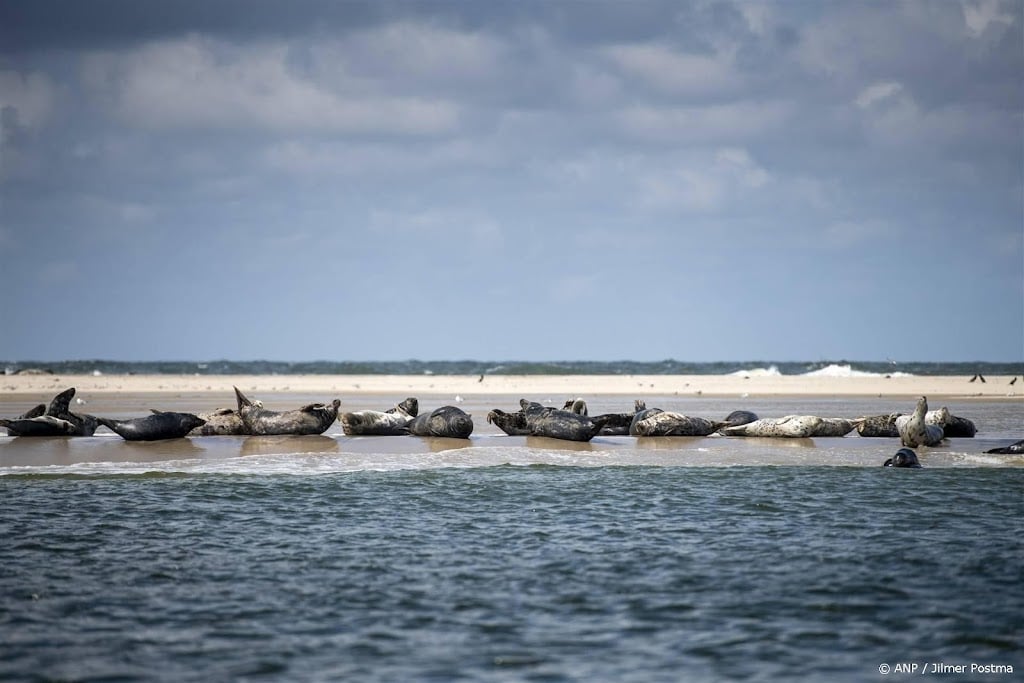 Zeehondenredders kijken positief terug op eerste proef