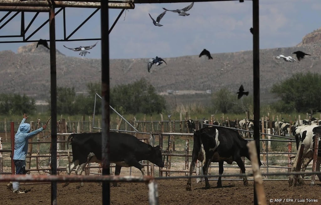 Verenigde Staten gaan verbod op import Mexicaans vee opheffen