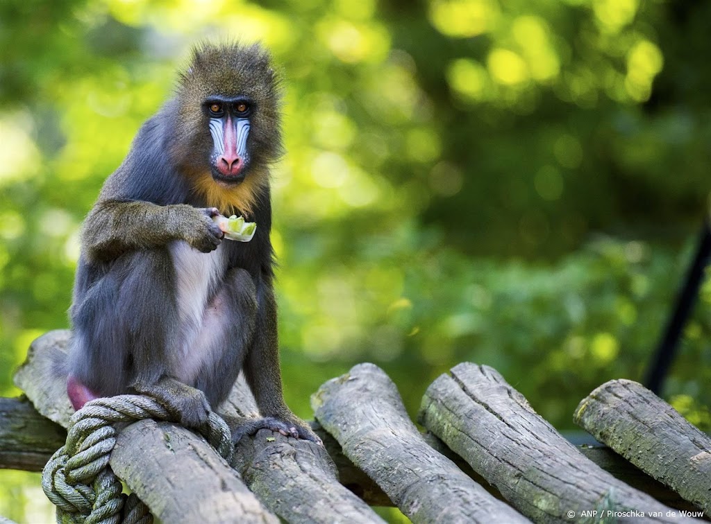 Ouwehands Dierenpark verliest mandril en giraffe