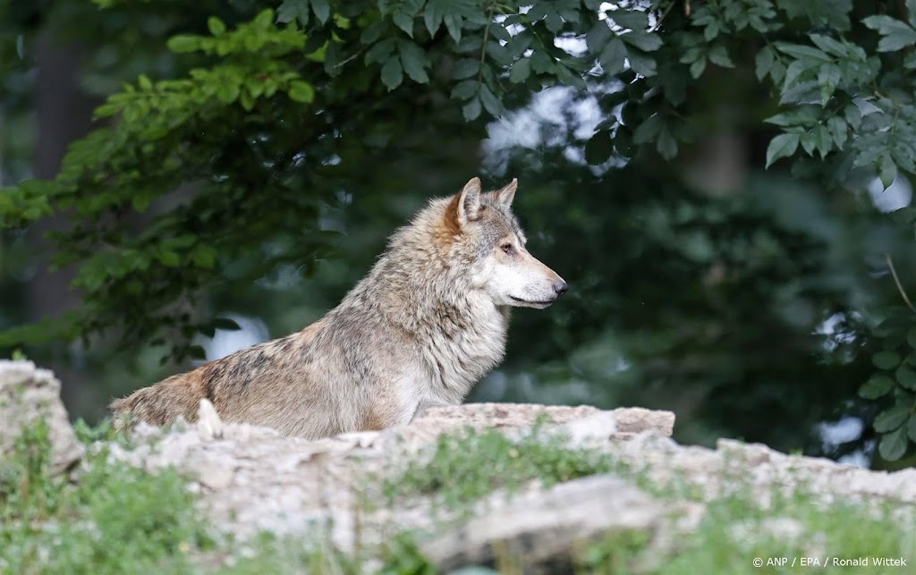 EU-landen stemmen voor verlaging beschermingsstatus wolf
