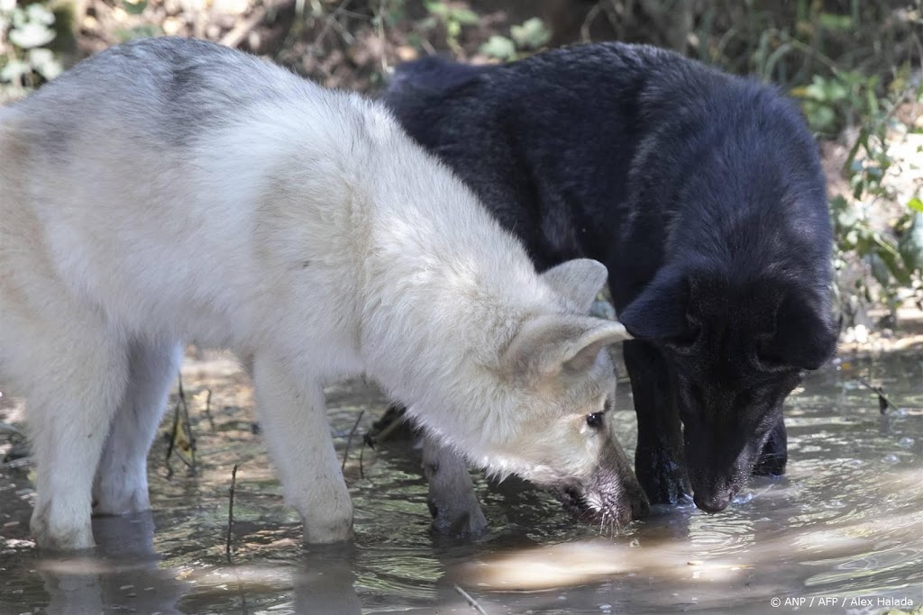 Europarlementariërs verdeeld over statusverlaging wolf