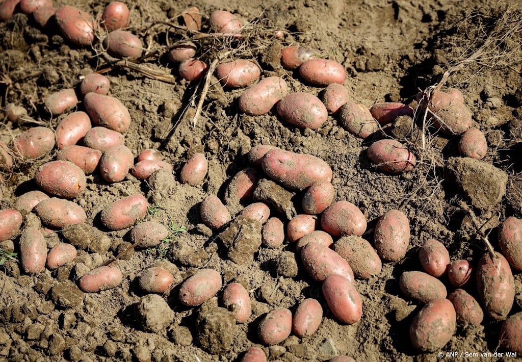 Impact kleine aardappeloogst op supermarktprijs blijft beperkt