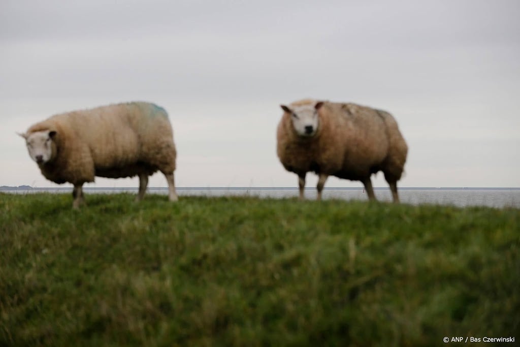 Schapen mogen weer grazen langs Waddenzee, behalve op Texel