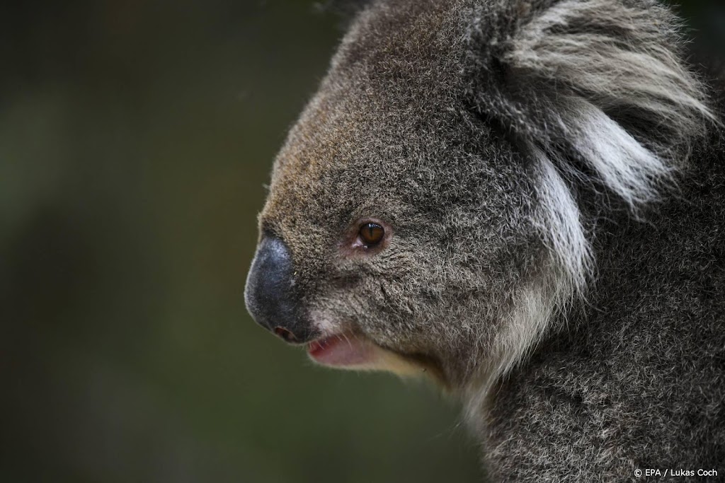 Ouwehands Dierenpark krijgt koala's