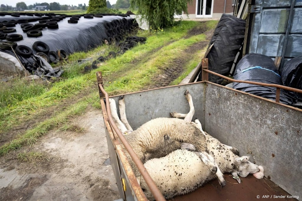 China houdt Nederlands schapen- en rundvlees tegen om blauwtong