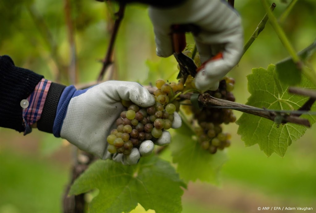 Duitse wijnboeren verwachten flink lagere druivenoogst