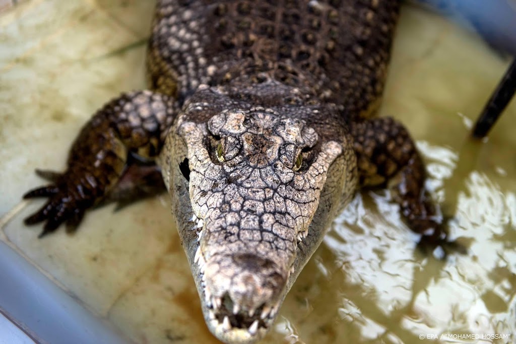 Dierentuin schiet krokodil dood die verzorgster beet