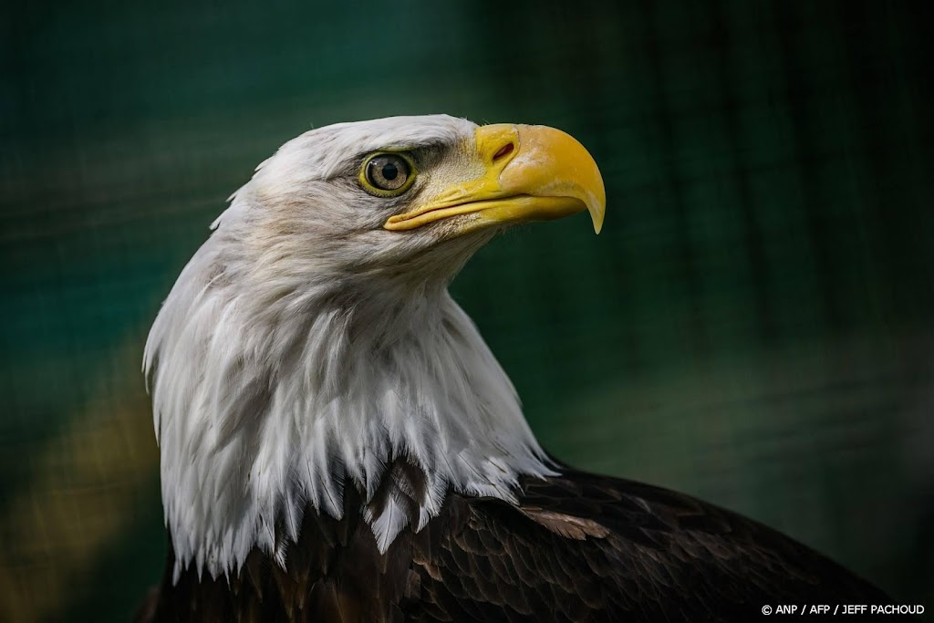 Joe Biden maakt Amerikaanse zeearend nationale vogel VS