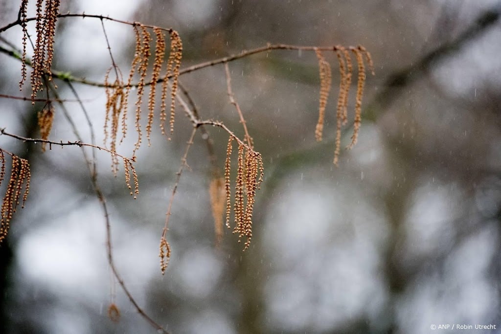 Kans op hooikoorts door vroege bloei hazelaars