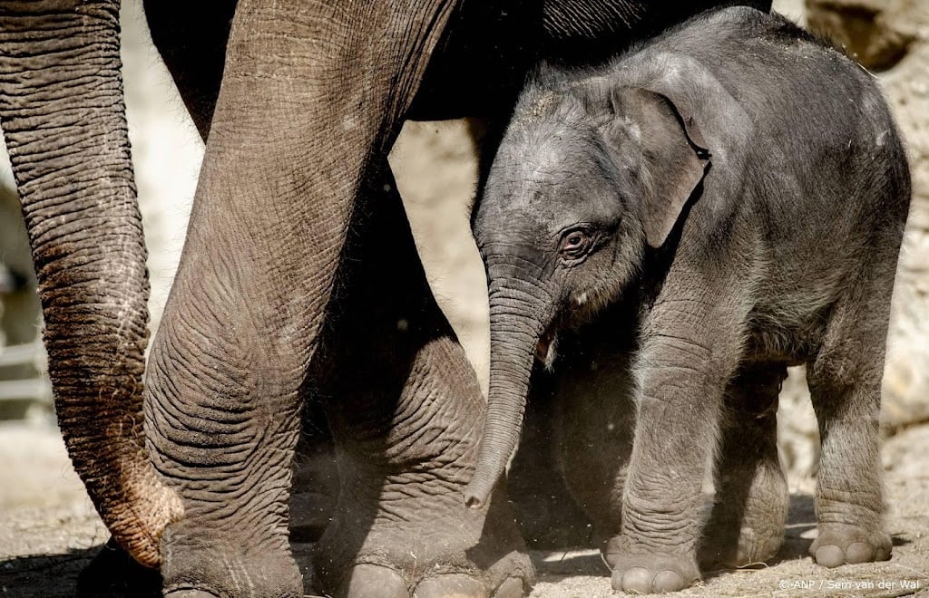 Olifantje geboren op kerstavond in Artis 