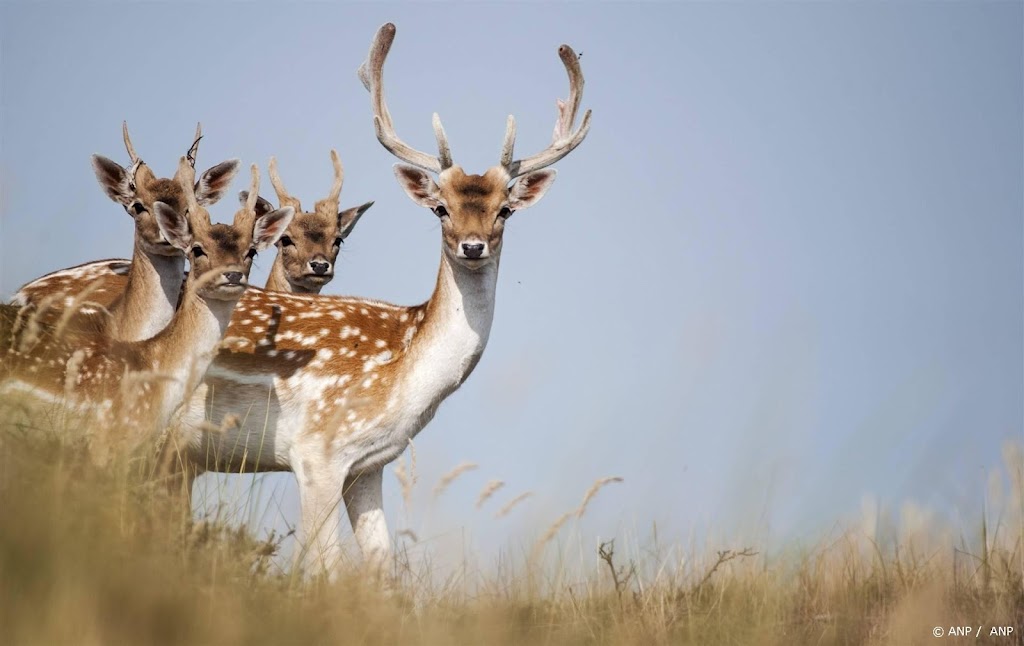 Zuid-Holland laat alle damherten Hoeksche Waard alsnog afschieten