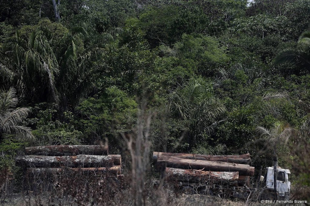 Stukken Amazone-regenwoud illegaal te koop op Facebook