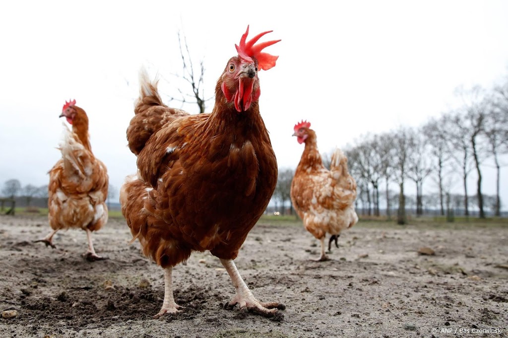 Dierenorganisaties: vang loslopende kippen en hanen in Utrecht