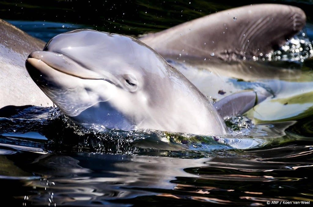 Onvoldoende bewijs voor overtredingen Dolfinarium, zegt rechter
