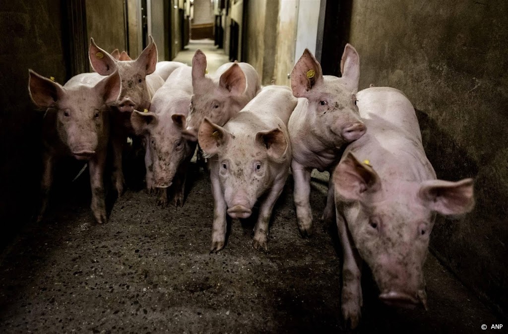 Statistiekbureau: steeds minder varkens voor vlees in Duitsland