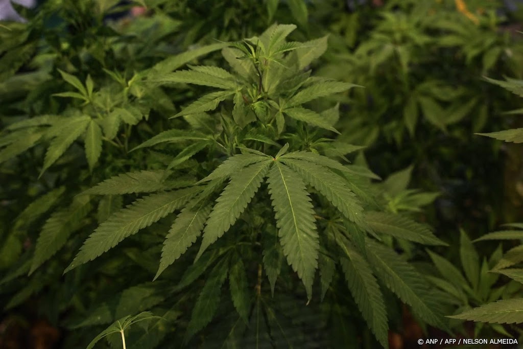 Brazilië decriminaliseert bezit cannabis voor persoonlijk gebruik