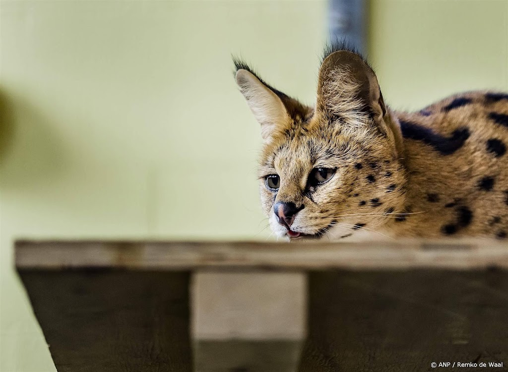 Servals zijn ondanks handelsverbod nog te koop op Marktplaats