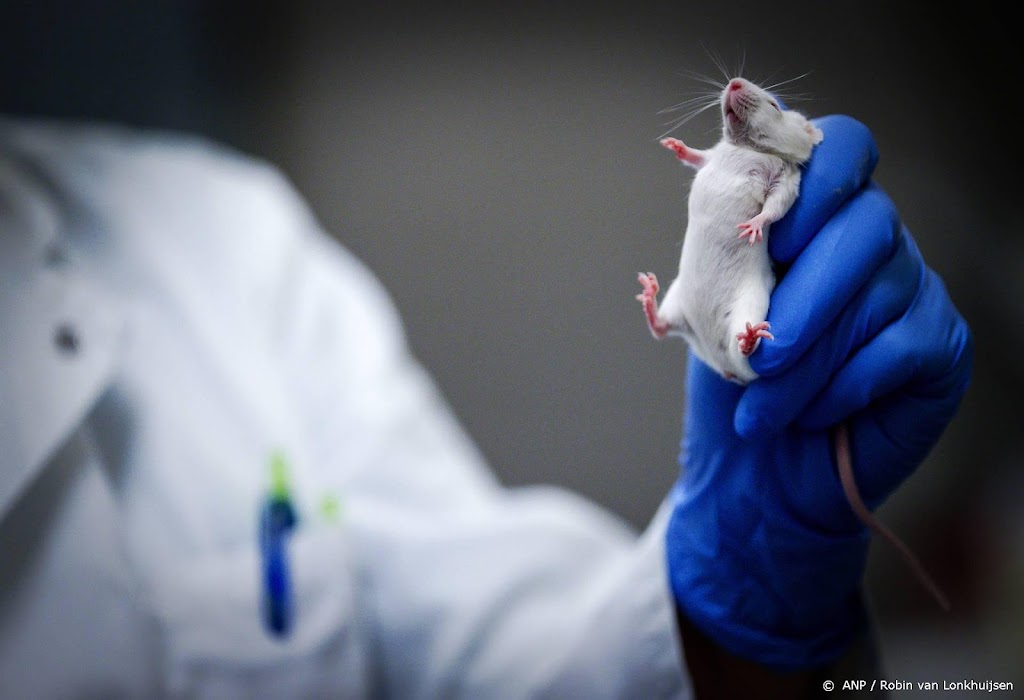 Wetenschappers maken muizenembryo 's zonder sperma en eicellen