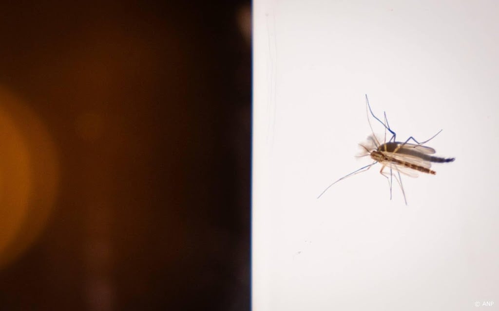 Persoon overleden aan in Nederland opgelopen westnijlkoorts