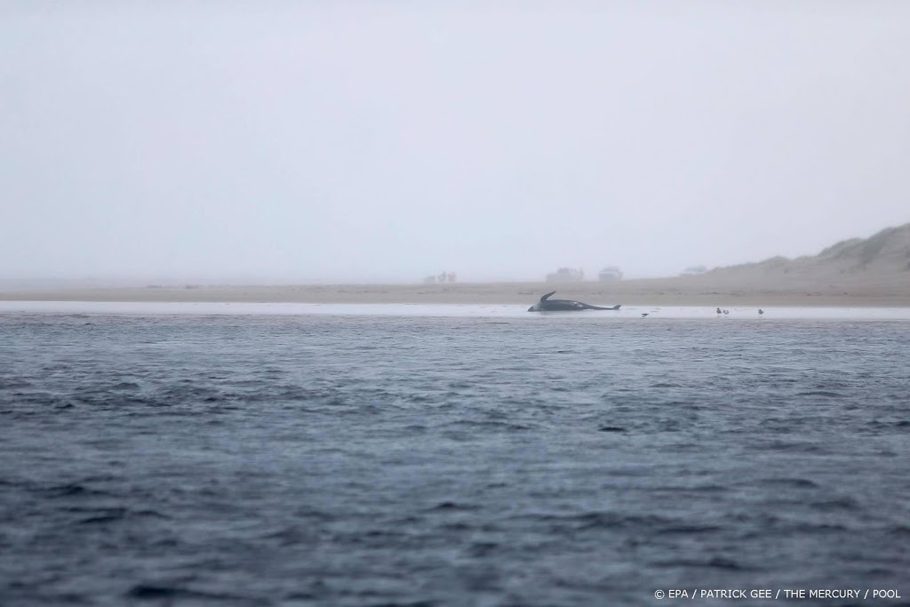 Meer dan 100 walvissen gered na massale stranding in Australië