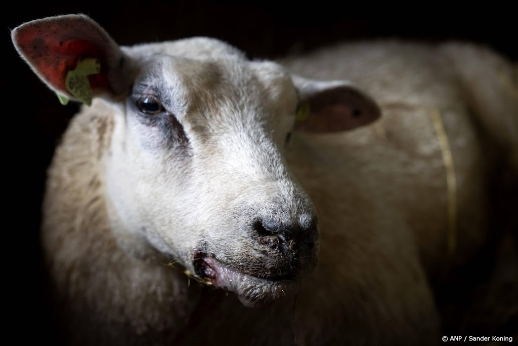 Blauwtong verspreidt zich nog maar heel langzaam