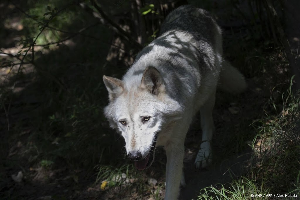 Rechtbank: terecht geen toestemming voor afschieten wolf
