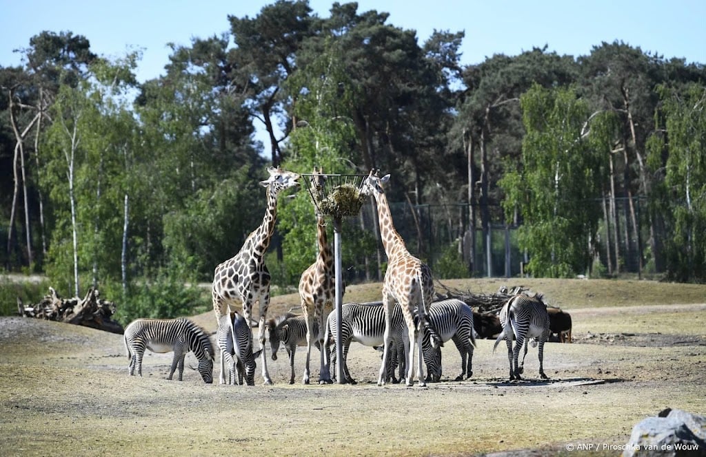 Situatie aangevallen dierenverzorgster Beekse Bergen precair