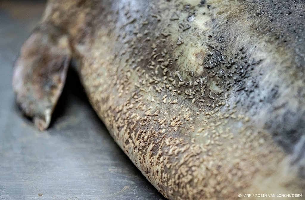 Dode bruinvissen droegen gevaarlijke bacterie in zich