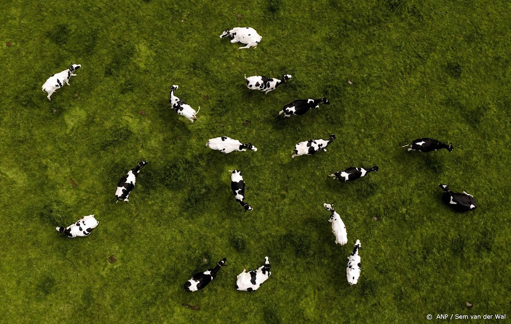 Hoogleraar: verhogen grondwater maakt veeteelt moeilijk