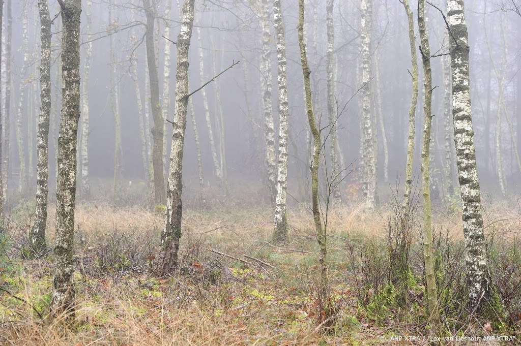 Restanten van bos van 385 miljoen jaar oud gevonden