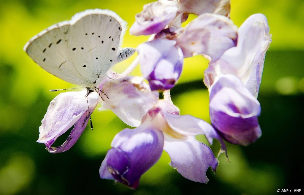 Vlinderstichting zag neerwaartse trend vlinders aanhouden in 2023