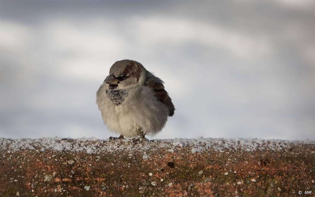 Tellers speuren in de tuin naar mussen en andere vogels