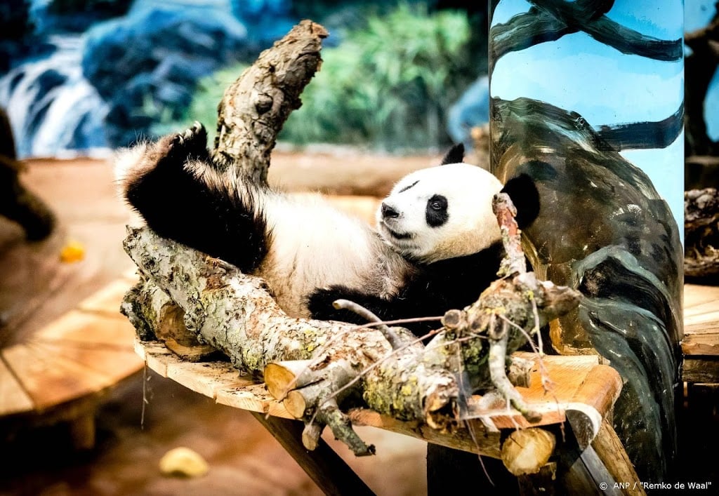 Chinezen voorlopig niet naar mogelijk zwangere panda Ouwehands
