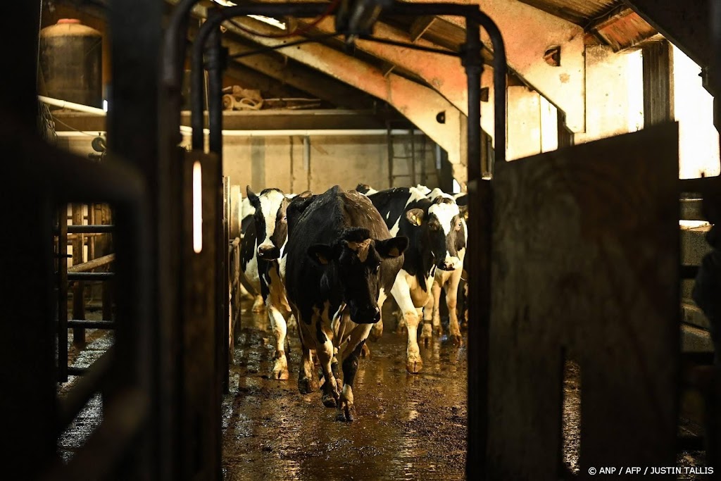 Melkveesector maakt nieuwe afspraken voor minder stikstofuitstoot