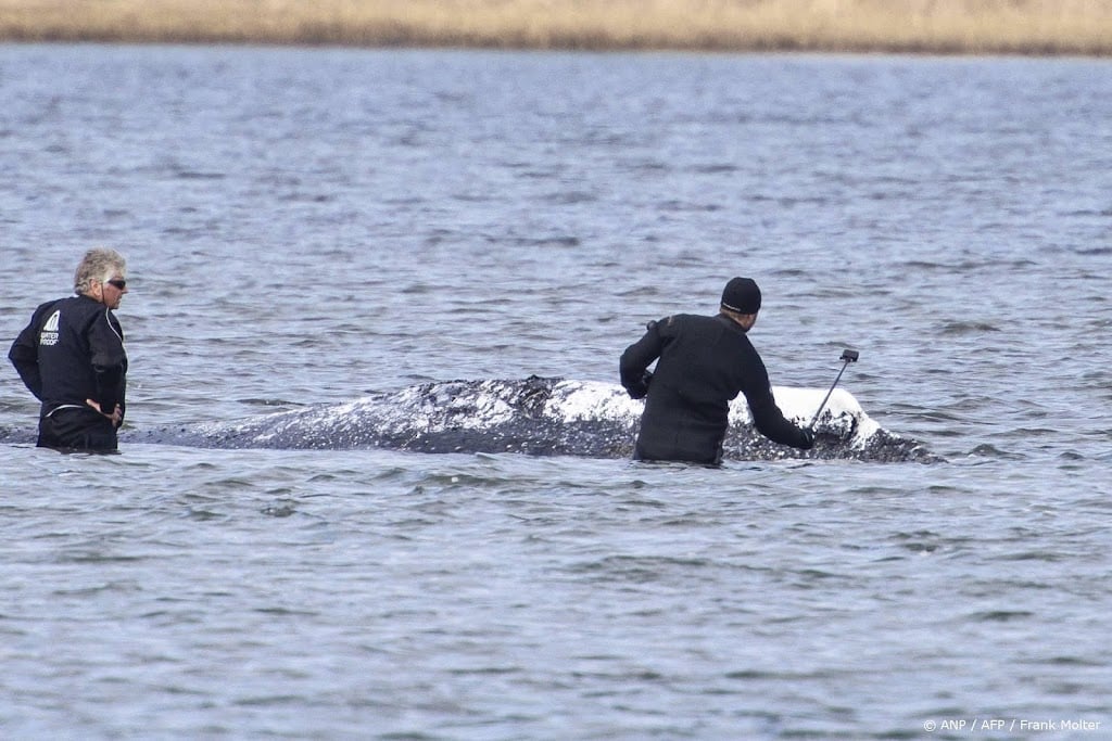 Bultrug Timmy wordt met een schip naar diepe wateren gebracht