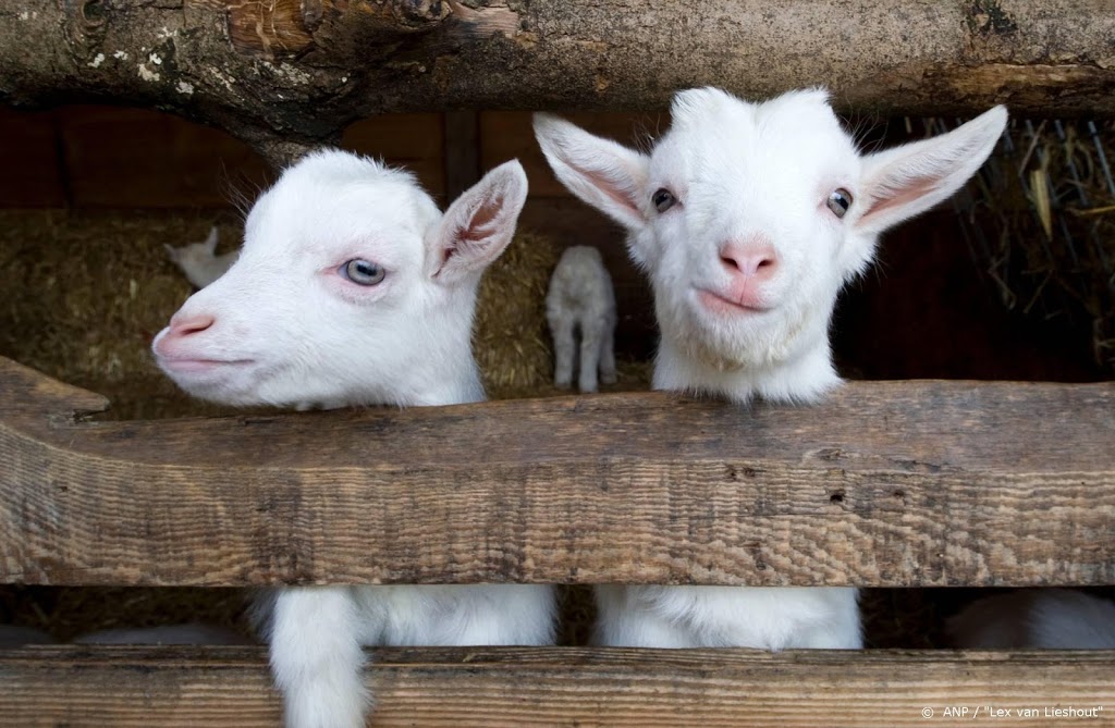 Meeste kinderboerderijen straks weer open, maar volgens protocol