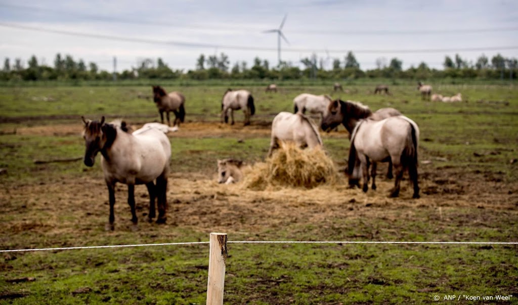 Maximaal 600 runderen en paarden in Oostvaardersplassen