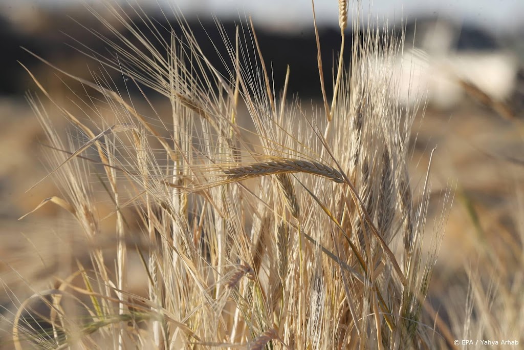 Kiev: Oekraïense boeren hebben vijfde minder granen gezaaid