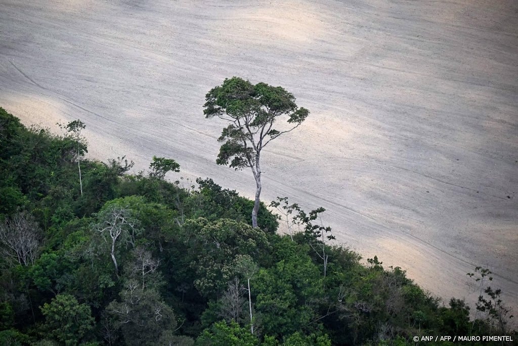 Ontbossing in Amazonegebied Brazilië op laagste niveau sinds 2019