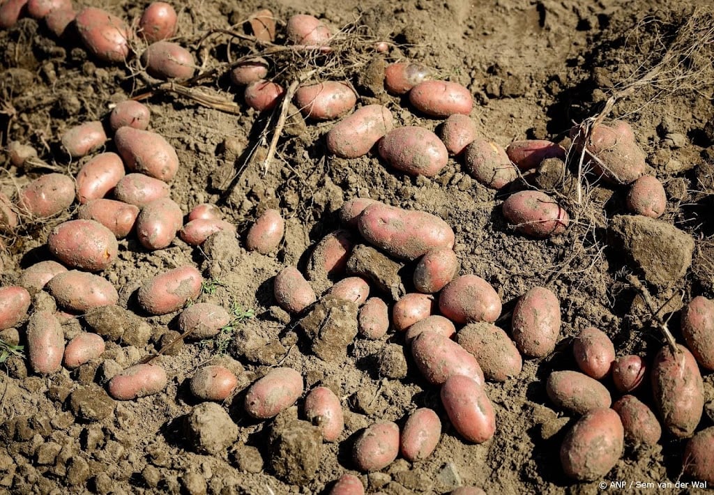Grondoppervlakte voor aardappelen op hoogste niveau sinds 2000