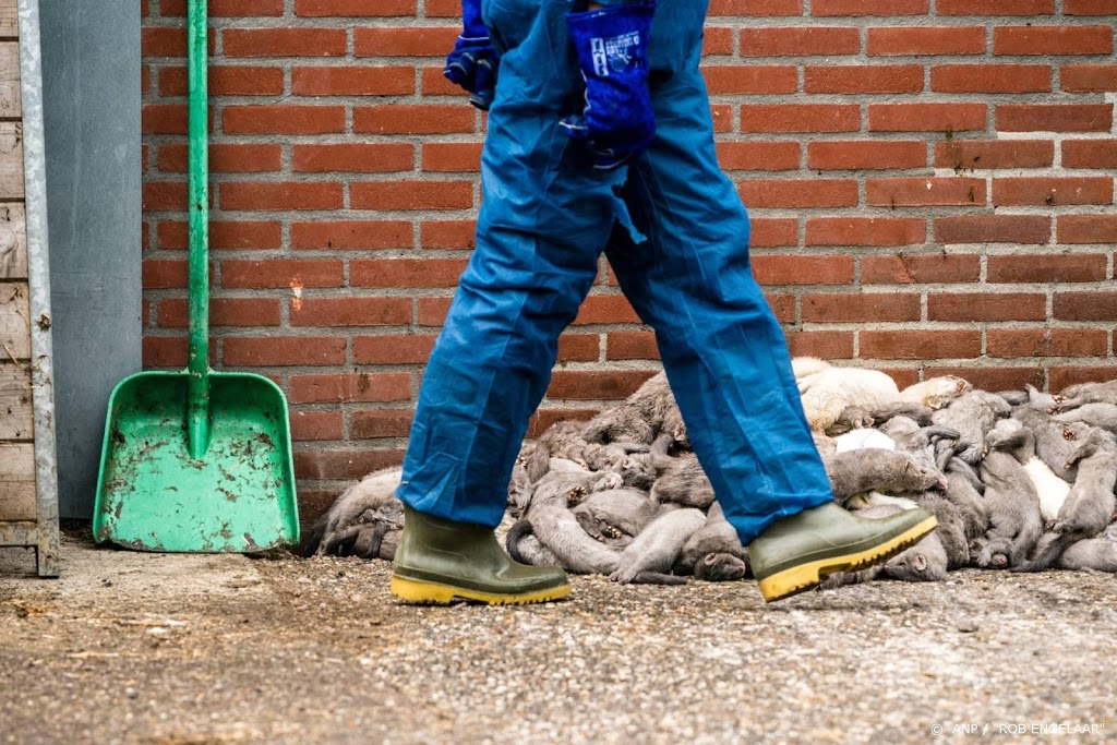 Weer coronabesmetting op nertsenfokkerij ontdekt