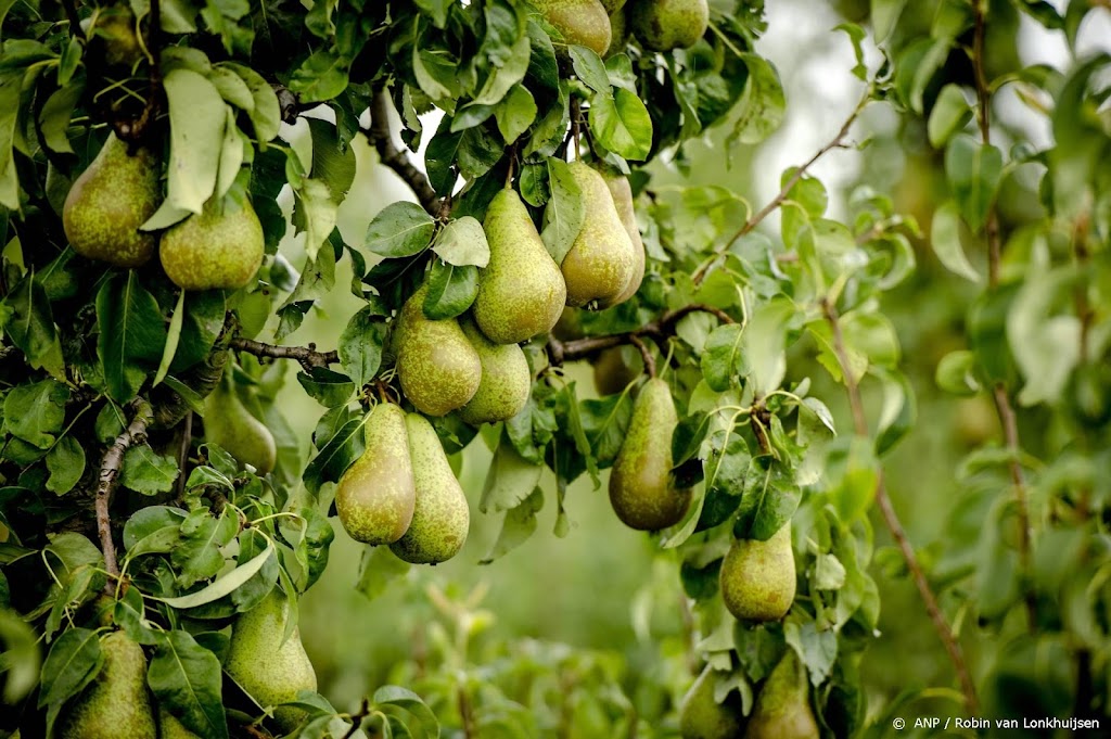 Fruittelers verwachten minder peren door koud voorjaar